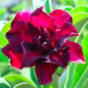 Adenium Obesum - Vermilion - 1 Semente